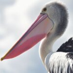 pelican symbolism