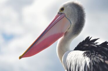 pelican symbolism