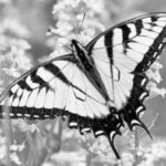 Black Butterfly Symbolism and Spiritual Meanings