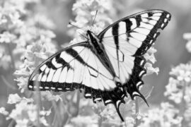 Black Butterfly Symbolism and Spiritual Meanings