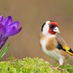 Goldfinch Spiritual Meanings and Symbolism