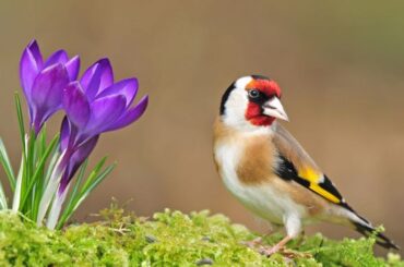 Goldfinch Spiritual Meanings and Symbolism