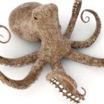 Octopus Spirit Animal Symbolism and Meaning