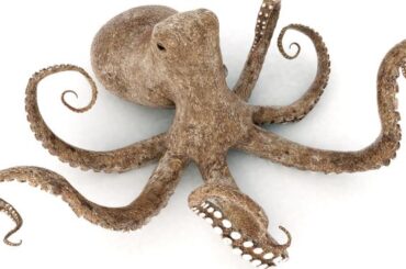 Octopus Spirit Animal Symbolism and Meaning