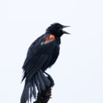 Red Winged Blackbird Symbolism, Spirit and Totem