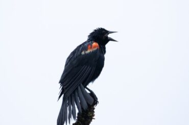 Red Winged Blackbird Symbolism, Spirit and Totem