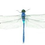 Spiritual Meanings Of A Dragonfly Landing On You