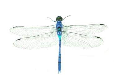 Spiritual Meanings Of A Dragonfly Landing On You