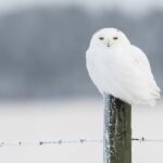 Spiritual Meanings and Symbolism Of A White Owl