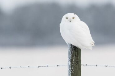 Spiritual Meanings and Symbolism Of A White Owl