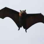 Spiritual Meanings and Symbolism Of Bats