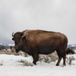 Spiritual Meanings and Symbolism Of Buffalo