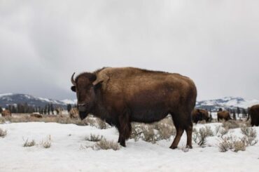 Spiritual Meanings and Symbolism Of Buffalo