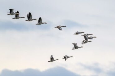 Spiritual Meanings and Symbolism Of Geese