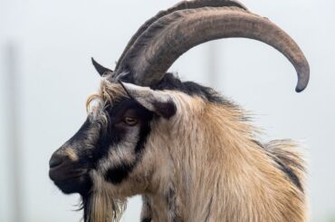 Spiritual Meanings and Symbolism Of Goat