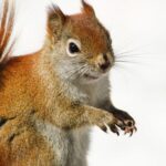 Spiritual Meanings and Symbolism Of Squirrel