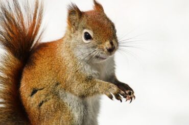 Spiritual Meanings and Symbolism Of Squirrel