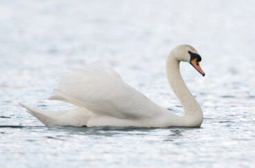 Spiritual Meanings and Symbolism Of Swan