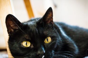 Spiritual Meanings and Symbolism of A Black Cat