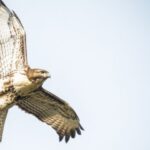 Spiritual Meanings and Symbolism of Hawk
