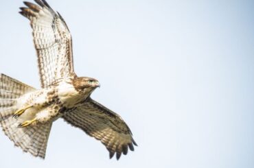 Spiritual Meanings and Symbolism of Hawk