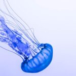 Spiritual Meanings and Symbolism of Jellyfish