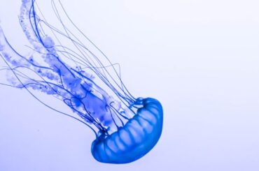 Spiritual Meanings and Symbolism of Jellyfish