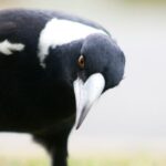 Spiritual Meanings and Symbolism of Magpie