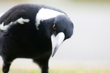 Spiritual Meanings and Symbolism of Magpie