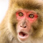 Spiritual Meanings and Symbolism of Monkey