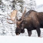 Spiritual Meanings and Symbolism of Moose