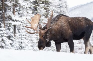 Spiritual Meanings and Symbolism of Moose