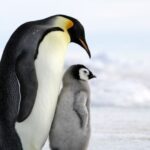 Spiritual Meanings and Symbolism of Penguin