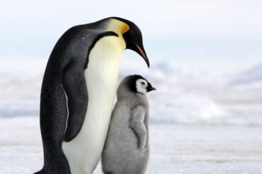 Spiritual Meanings and Symbolism of Penguin