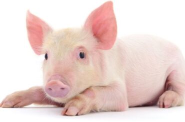 Spiritual Meanings and Symbolism of Pig