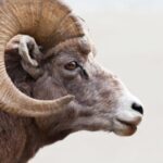 Spiritual Meanings and Symbolism of Ram