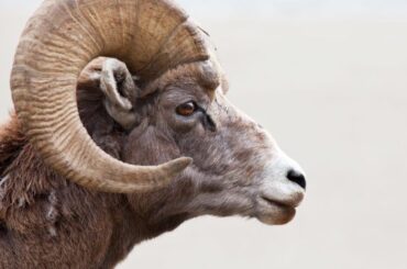 Spiritual Meanings and Symbolism of Ram