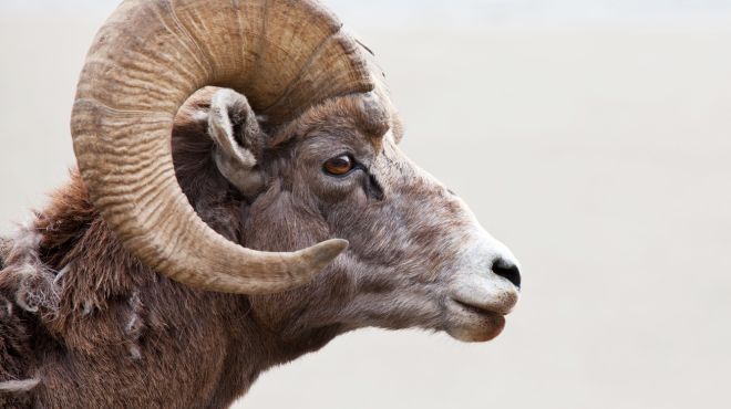 Spiritual Meanings and Symbolism of Ram