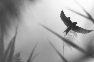 Spiritual Meanings and Symbolism of Swallow Bird