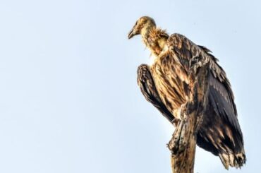 Spiritual Meanings and Symbolism of Vultures