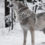Spiritual Meanings and Symbolism of Wolf