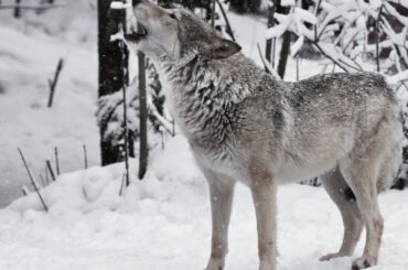 Spiritual Meanings and Symbolism of Wolf