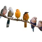 Spiritual Meanings of Birds
