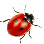 Spiritual Meanings of Orange Ladybug
