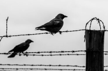 Spiritual Meanings of Seeing Two Crows