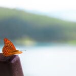 Spiritual Meanings of Seeing an Orange Butterfly