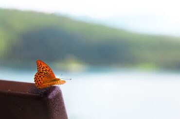 Spiritual Meanings of Seeing an Orange Butterfly