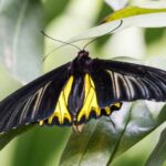 Spiritual Meanings of Yellow and Black Butterfly