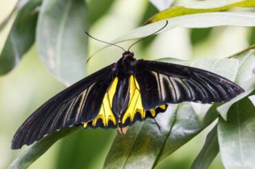 Spiritual Meanings of Yellow and Black Butterfly