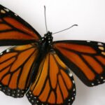 Monarch Butterfly Symbolism and Spiritual Meanings